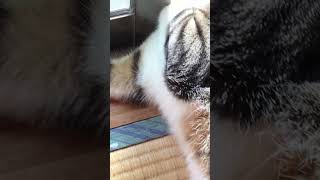 変な場所で寝るネコ / cat gets caught #shorts #cat #おうち時間 #猫 #かわいい #ペット #ネコ #はさまる #caught