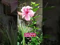 pink hibiscus desi hibiscus gudhal shorts trending viral flowers hibiscus