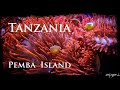 Tanzania 🇹🇿 2022 - Pemba Island, un'ottima alternativa a ZANZIBAR per il RELAX post SAFARI!