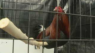 Chaves County Sheriff's Office trying to crack down on cockfighting