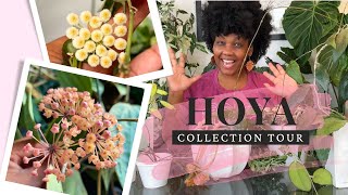 Tour My Entire Hoya Collection! 🌿🌸