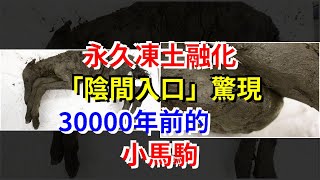 永久凍土融化，“陰間入口”驚現30000年前的小馬駒，[熱點軍事]