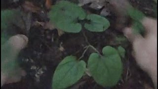 Wildcrafting video: Digging Virginia Snakeroot a medicinal  (Aristolochia serpentia )