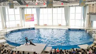 アクアワールド茨城県大洗水族館　イルカ・アシカ　オーシャンライブ　2024.08.11　18:00～