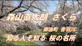 森山直太朗　さくら　 🌸知る人ぞ知る桜の名所　絶景！　桜並木　豊川市　御油町　音羽川