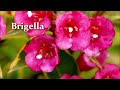 how i m growing weigela in my garden secrets. weigela varieties alexa s garden