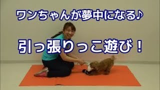 【犬 遊び方 】引っ張りっこに夢中にさせる遊び方【子犬のしつけ方＠横浜】by遠藤エマトレーナー