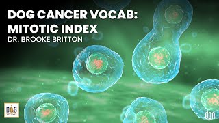 Dog Cancer Vocab: Mitotic Index | Dr. Brooke Britton