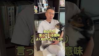 犬のあくびの意味はなんですか？#shorts