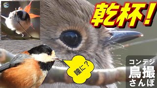 コンデジ鳥撮散歩　ジョビ子の瞳に乾杯　一喜一憂エナガと紅葉　兵庫県・北播磨