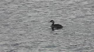 Great Crested Grebe (Tokyo Port Wild Bird Park, Tokyo, Japan) December 2, 2018