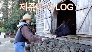 제주도 브이로그 모아모아 🐴🍊💨