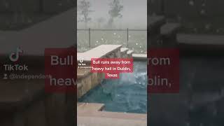 Bull runs away from heavy hail in Dublin, Texas #shorts