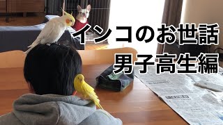 【モーニングルーティン】高1の息子にインコのお世話をお願いしたら完璧すぎた