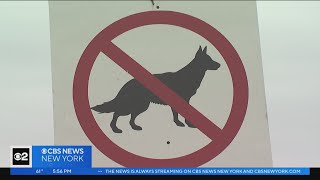 Albany may grant dogs New York State Park beach access