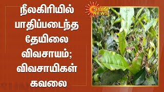 நீலகிரியில் பாதிப்படைந்த தேயிலை விவசாயம்; விவசாயிகள் கவலை | Nilgiri Tea