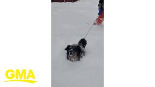 Snow one knows where this dog is going