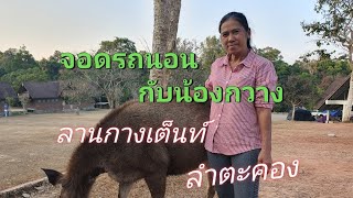 จอดนอนในรถที่ลานกางเต็นท์ลำตะคองเจอเจ้าถิ่นบุกแย่งอาหาร