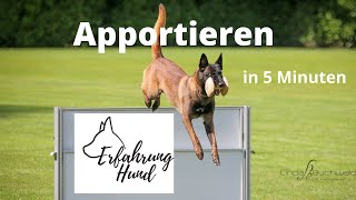 Apportieren, Hund in 5 Minuten Apportieren beibringen