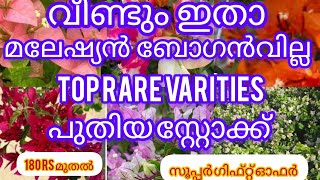 മലേഷ്യൻ ബോഗാൻവില്ല പുതിയ സ്റ്റോക്ക് അടിപൊളി സെയിൽസ് വീഡിയോ 9947117792# bougainvilla