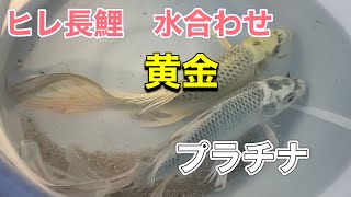 【ヒレ長鯉】400Ｌ大型ビオトープを立ち上げて美しいヒレ長鯉を導入しまーす