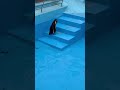 水中に戻るフンボルトペンギン　室蘭水族館 humboldt penguin in muroran aquarium