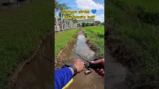 Strike Haruan #shortvideo #viral #fishing #gabus #haruan #viralvideo #shortsvideo #youtube #shorts