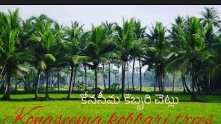 Kona’sema coconut trees/ కోనసీమ kobbarri చెట్లు @rajeshtraveeler