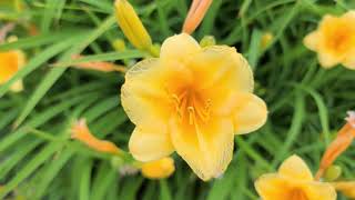 AMUR DAYLILY