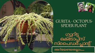 Rare Plant, Octopus plant, Spider Plant Care , or Bonsai Gurita plant. സ്പൈഡർ പ്ലാന്റ് , ഗ്യുറിട്ട