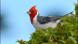 Red-crested Cardinal (Paroaria coronata)  4K