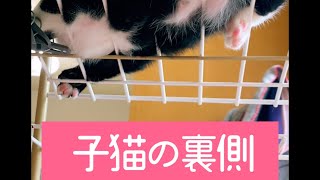 生後2ヶ月のハチワレにゃんこのお腹側は、こうなってます　#ねこ #cat #shorts #もふもふ #ぽよぽよ