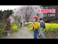 【四国・愛媛】内子町の楽しいコト発見｜うちこちゃんがゆく！⑪桜めぐり～１日で桜スポットいくつ見れるか？！～