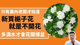 梔子花這樣種，花苞蹭蹭冒，花開爆盆【禪意綠植工作室】