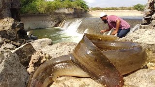 Fish Hunting||Baam fishing||Awesome fishing video||Unique fishing||indian eel fishing