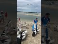 9 january 2025 feeding time with baby pelican @ the grand hotel queensland area