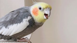 聴く態度が悪ければ鳥さんだって怒ります オカメインコこはく