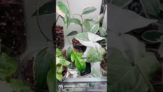 💡Grow Lights Set Up | Rare houseplants ikea greenhouse cabinet milsbo 🪴