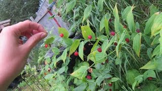 Identifying Watermelon Berries (wild and edible)