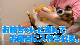 ジャックラッセルテリアのさくら お姉ちゃんと遊んで、お姉ちゃんとシャンプー。 Jack Russell Terrier Sakura.