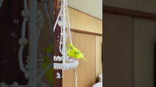 ブランコで遊ぶセキセイインコ