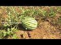 watermelon farming in vellore summer fruit farming photography kabilan_photography kabilan