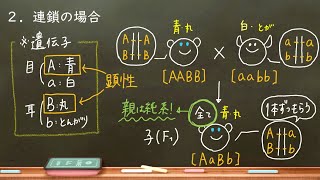 おうち生物　38. 連鎖と独立(詳細欄にて訂正あり) (高校生物)