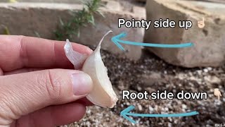 Gardening with KSAT: Planting your leftover store-bought garlic