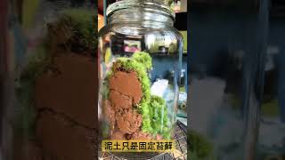 苔蘚生態瓶，