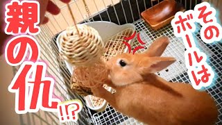 【かわいい】ボールを使ったうさぎの遊び方が凄惨すぎるんだが・・・。　The way rabbits play the ball is too intense