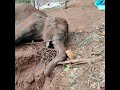 keralaelephant wildlife savenature saveelephant greenary కేరళ ఏనుగు మరణం యొక్క మిస్టరీ