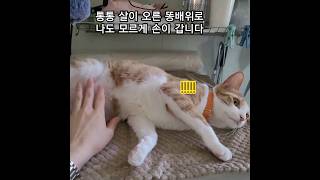 통통 살이 오른 똥배위로 나도 모르게 그만.. #고양이 #고양이일상 #고양이영상 #고양이쇼츠 #냥냥이 #개냥이 #다묘가정 #치즈냥 #cat #catlover #short