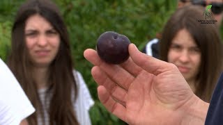 Programas de mejora: ciruelo japonés y albaricoquero (IMIDA, CEBAS-CSIC) Máster Ing. Agronómica UMH