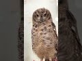 アフリカワシミミズク 硯ちゃん🦉嘴・爪のメンテでアキフクへ🏠❣️おかえりなさい😊小顔施術でピカピカに✨ママはカフェ体験☕️硯ちゃんはキャスト体験🎩 秋葉原 小顔施術 owlcafe